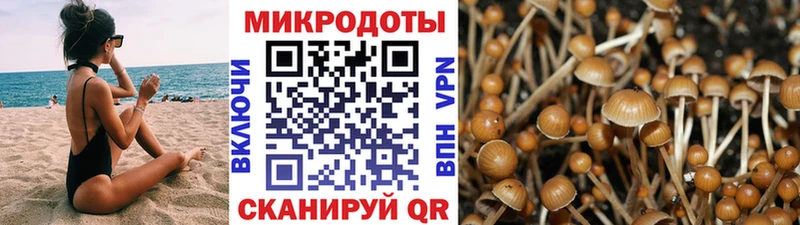 Купить  Нижнекамск  Галлюциногенные грибы Psilocybe 